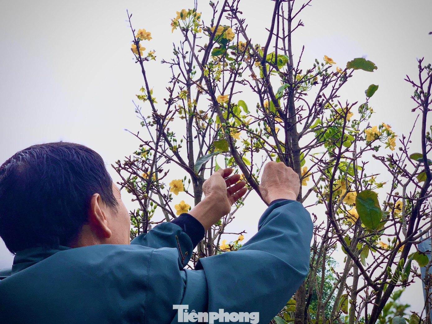 Để "kìm hãm" hoa nở, nhiều chủ vườn đã làm đủ mọi cách như không tuốt lá sớm, tưới nước… nhưng đây chỉ là cách tạm thời, quan trọng nhất vẫn phụ thuộc vào thời tiết.