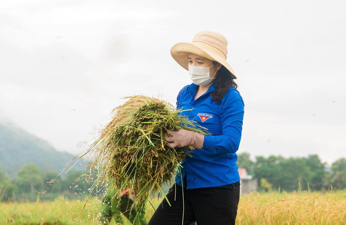 Anh Nguyễn Văn Linh - Bí thư Huyện đoàn Hương Sơn cho biết, trong ngày hôm nay có hơn 100 người gồm đoàn viên thanh niên, lực lượng quân sự, công an, cán bộ địa phương, cùng hỗ trợ tham gia gặt tại 7 xã có nguy cơ ngập lụt cao.