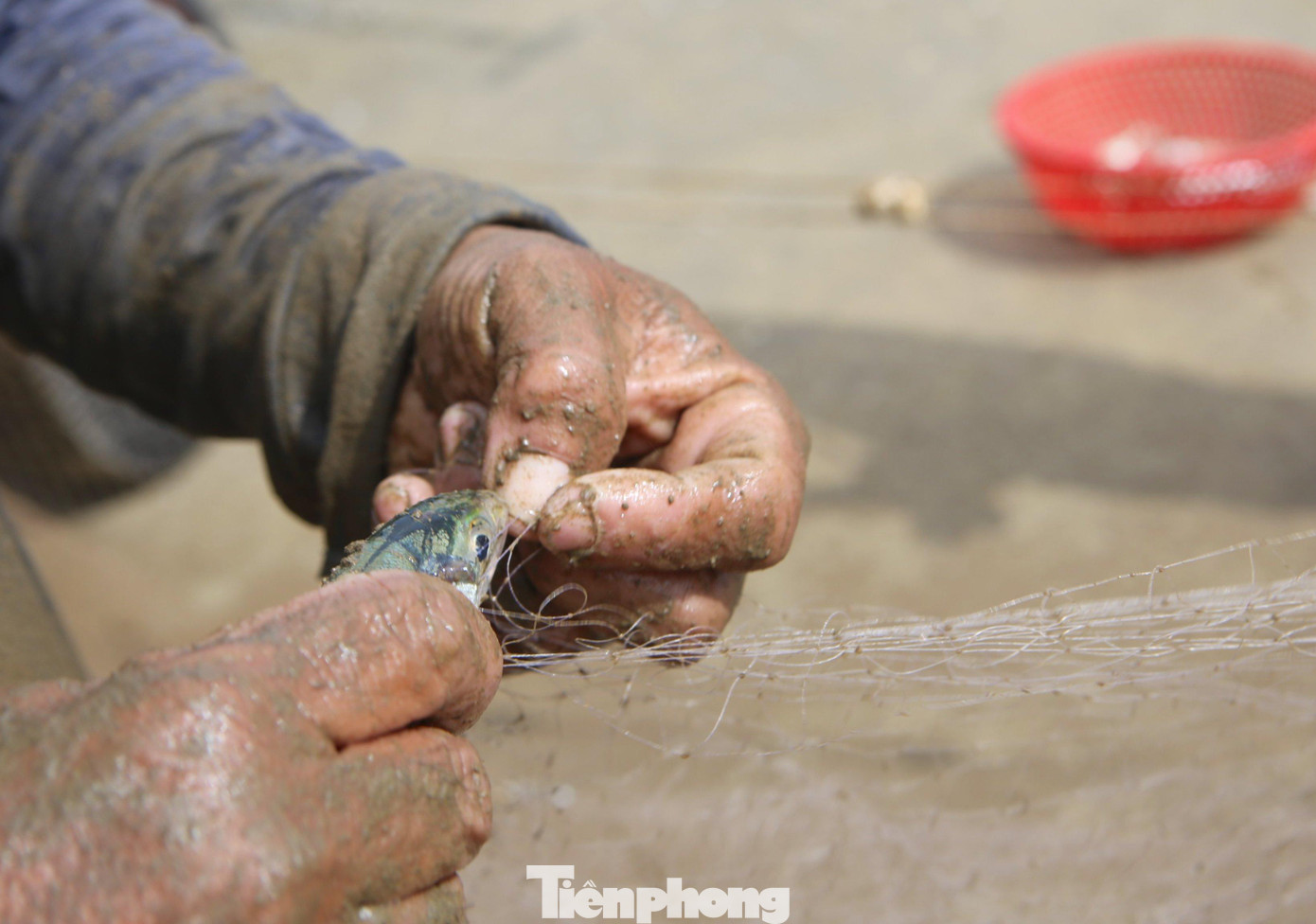 Người dân gỡ cá khỏi lưới. Người dân gỡ cá khỏi lưới.