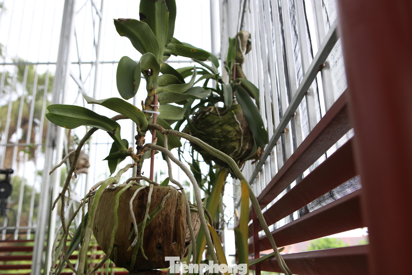 Theo anh Long, muốn hoa lan phát triển tốt, cần chú trọng khâu kỹ thuật và quy trình chăm sóc. Ngoài 3 yếu tố cơ bản là độ ẩm, ánh sáng, độ thông thoáng, một yếu tố quan trọng không kém đó chính là tình yêu đối với hoa lan.