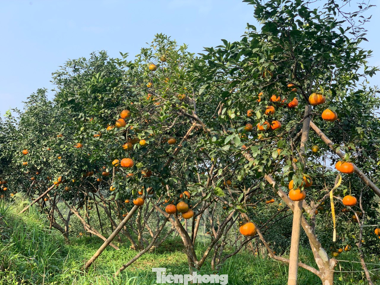 Thời điểm này cũng vào chính vụ thu hoạch cam bù, người dân phấn khởi vì năm nay cam được giá.