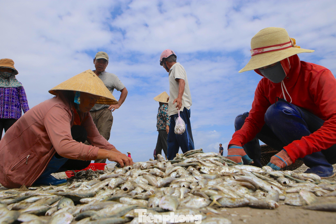 Trung bình một ngày người dân kéo khoảng 4-5 đợt. Mỗi đợt thu về từ vài tạ đến 4 tấn cá. Trung bình một ngày người dân kéo khoảng 4-5 đợt. Mỗi đợt thu về từ vài tạ đến 4 tấn cá.