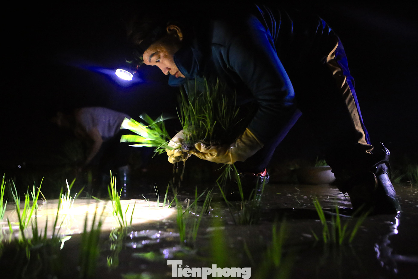 Tranh thủ buổi tối khi trời mát mẻ, chị Mai Thị Yến (xã Thạch Trung) cùng 2 người thân trong gia đình xuống đồng cấy lúa cho kịp vụ Hè Thu. Bởi ban ngày chị đi chợ, trời nắng oi bức không thể xuống đồng. Trong đêm, 3 người đặt mục tiêu phải cấy xong 500m2 ruộng lúa thấp trũng. Tranh thủ buổi tối khi trời mát mẻ, chị Mai Thị Yến (xã Thạch Trung) cùng 2 người thân trong gia đình xuống đồng cấy lúa cho kịp vụ Hè Thu. Bởi ban ngày chị đi chợ, trời nắng oi bức không thể xuống đồng. Trong đêm, 3 người đặt mục tiêu phải cấy xong 500m2 ruộng lúa thấp trũng.