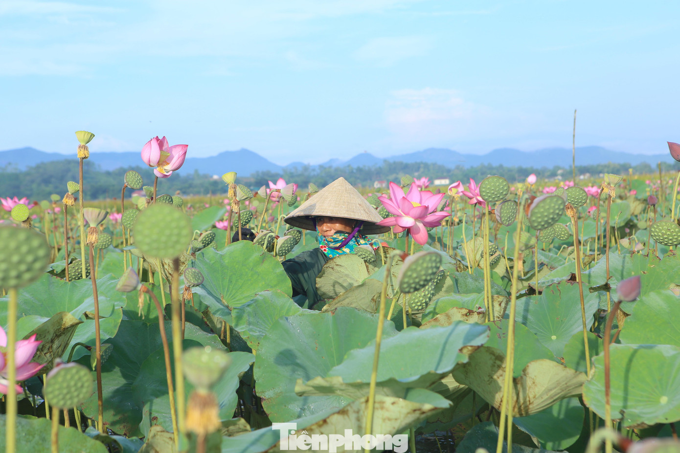 Những ngày này từ sáng sớm hoặc chiều muộn tại đầm sen thôn Thanh Châu trở nên nhộn nhịp.