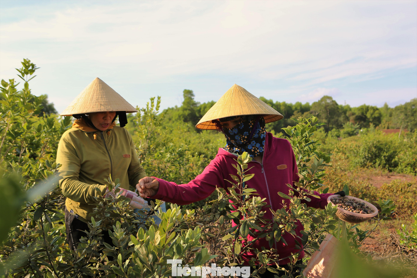 Đầu tháng 7 đến tháng 8 là vào mùa sim chín rộ. Những ngày này người dân Hà Tĩnh đổ xô lên các ngọn đồi ở xã Thạch Xuân, Thạch Ngọc, Thạch Tiến (huyện Thạch Hà); xã Đồng Lộc (Can Lộc) để hái.