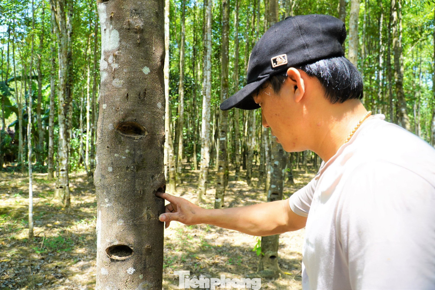 Trầm hương chính là nhựa cây do bị tổn thương bởi sâu, kiến đục thân hay do gãy cành, gãy ngọn. Tại những nơi cây dó bị thương, nhựa chảy ra, tự bồi đắp, tự chữa lành, sau 10 đến 15 năm tích tụ bởi thời gian, nắng và gió từ đó kết tạo thành trầm hương. Trong ảnh người dân huyện Hương Khê tự đục để cây dó tạo trầm.