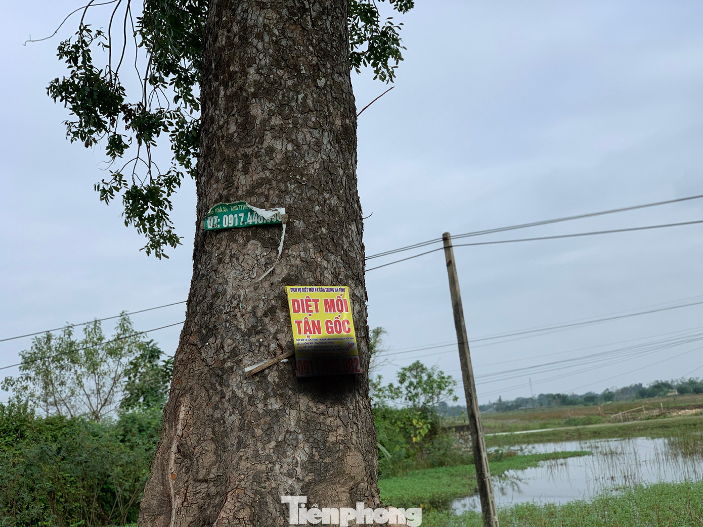 Các thân cây được gắn biển quảng cáo...