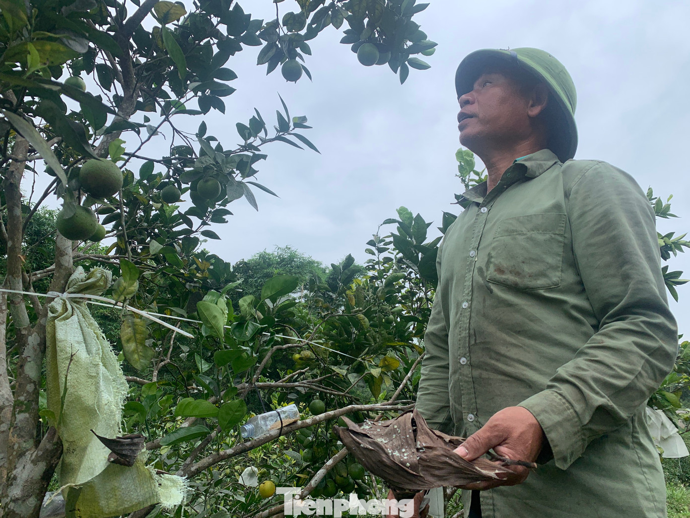 Theo ông Toại, năm nay cam được mùa, sản lượng đạt khoảng 15-20 tấn, ước tính thu về khoảng từ 200- 300 triệu đồng. Dù mới đầu mùa nhưng có nhiều tiểu thương đến đặt mua tận gốc với giá 25 -30 ngàn đồng/kg đối với cam chanh. Theo ông Toại, năm nay cam được mùa, sản lượng đạt khoảng 15-20 tấn, ước tính thu về khoảng từ 200- 300 triệu đồng. Dù mới đầu mùa nhưng có nhiều tiểu thương đến đặt mua tận gốc với giá 25 -30 ngàn đồng/kg đối với cam chanh.