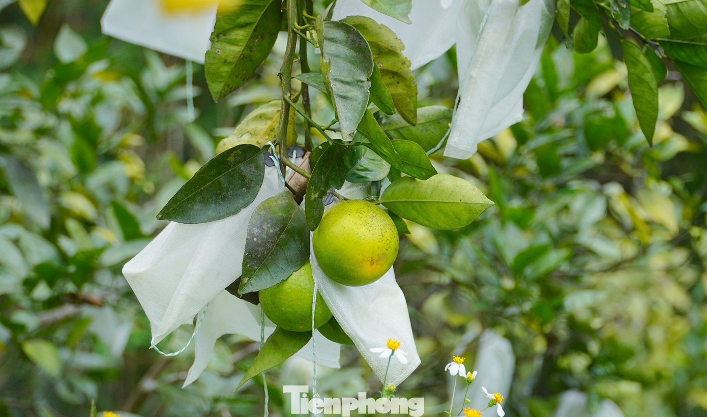 “Dù mới nuôi nhưng cách làm này phát huy hiệu quả tốt. Không sử dụng thuốc trừ sâu vừa tiết kiệm được chi phí, cam lại năng suất khi độ ngọt đậm đạt chất lượng, ngoài ra đảm bảo môi trường”, ông Toại nói. “Dù mới nuôi nhưng cách làm này phát huy hiệu quả tốt. Không sử dụng thuốc trừ sâu vừa tiết kiệm được chi phí, cam lại năng suất khi độ ngọt đậm đạt chất lượng, ngoài ra đảm bảo môi trường”, ông Toại nói.