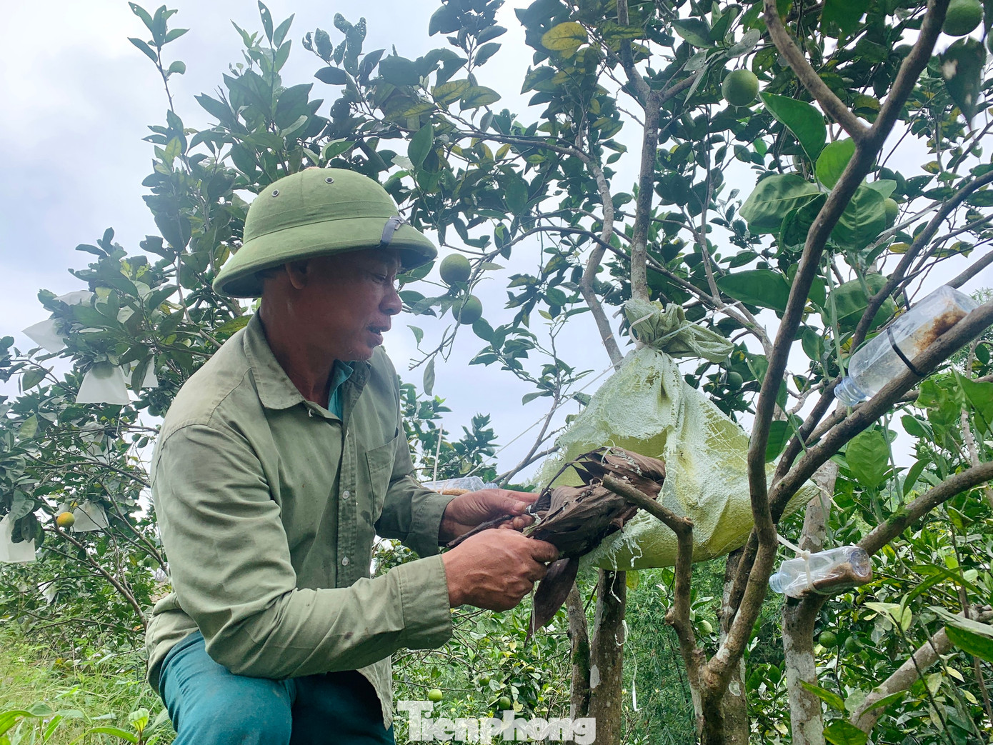 Theo ông Toại, kiến vàng là một loài thiên địch vô cùng có lợi trong vườn trái cây. Nó không chỉ có khả năng khống chế, tiêu diệt các loài côn trùng có hại cho cây trồng mà còn giúp tăng độ ngon ngọt cho phần ruột trái. Ông Toại dùng dây cột các gốc cây lại với nhau để tạo đường đi cho kiến... Theo ông Toại, kiến vàng là một loài thiên địch vô cùng có lợi trong vườn trái cây. Nó không chỉ có khả năng khống chế, tiêu diệt các loài côn trùng có hại cho cây trồng mà còn giúp tăng độ ngon ngọt cho phần ruột trái. Ông Toại dùng dây cột các gốc cây lại với nhau để tạo đường đi cho kiến...