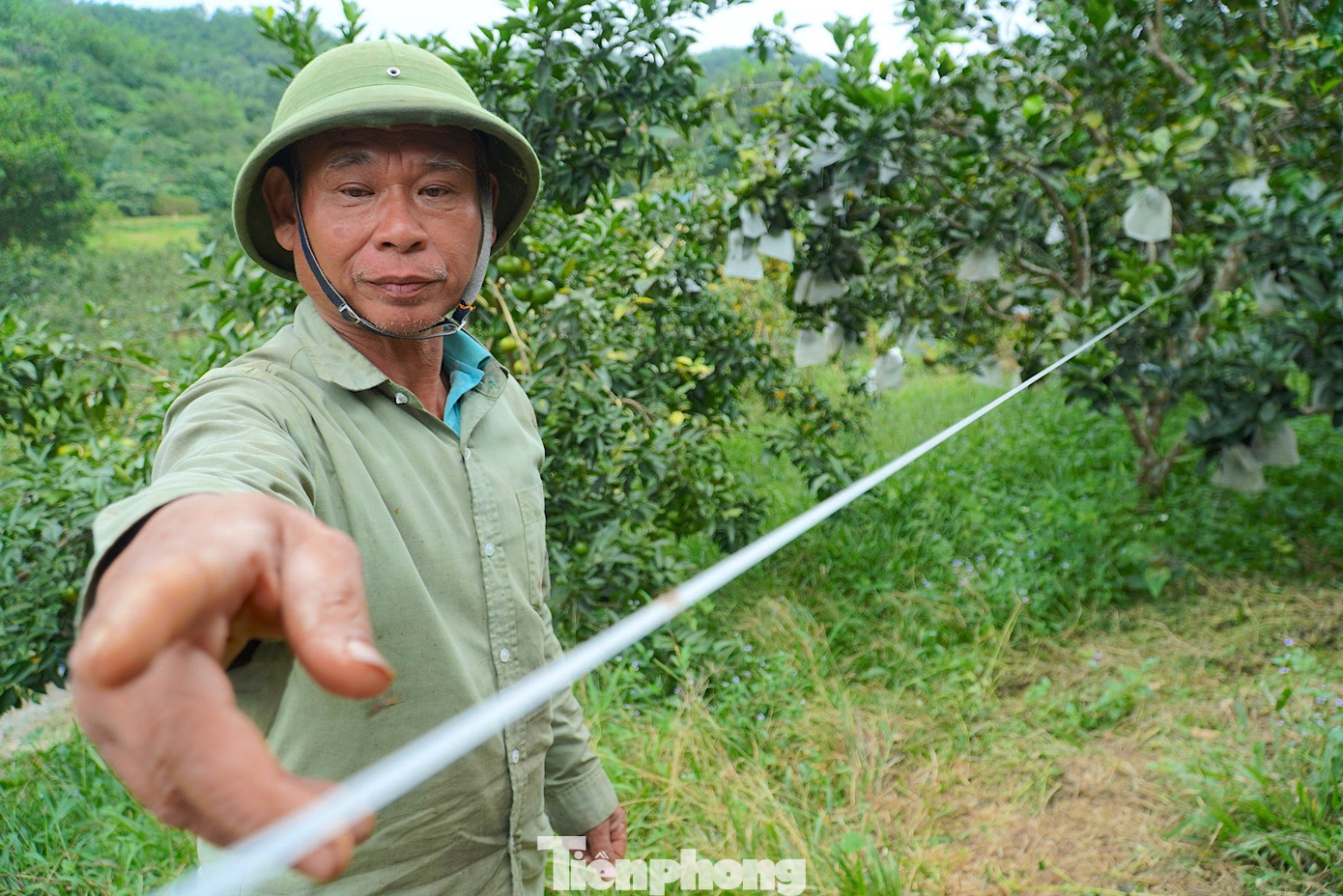 Trước đó, khi được ngành nông nghiệp khuyến khích nuôi kiến vàng để tiêu diệt các loài côn trùng có hại cho cây trồng, ông Toại đã lên các rừng tràm đưa 4 tổ kiến về thả nuôi tại vườn. Trước đó, khi được ngành nông nghiệp khuyến khích nuôi kiến vàng để tiêu diệt các loài côn trùng có hại cho cây trồng, ông Toại đã lên các rừng tràm đưa 4 tổ kiến về thả nuôi tại vườn.