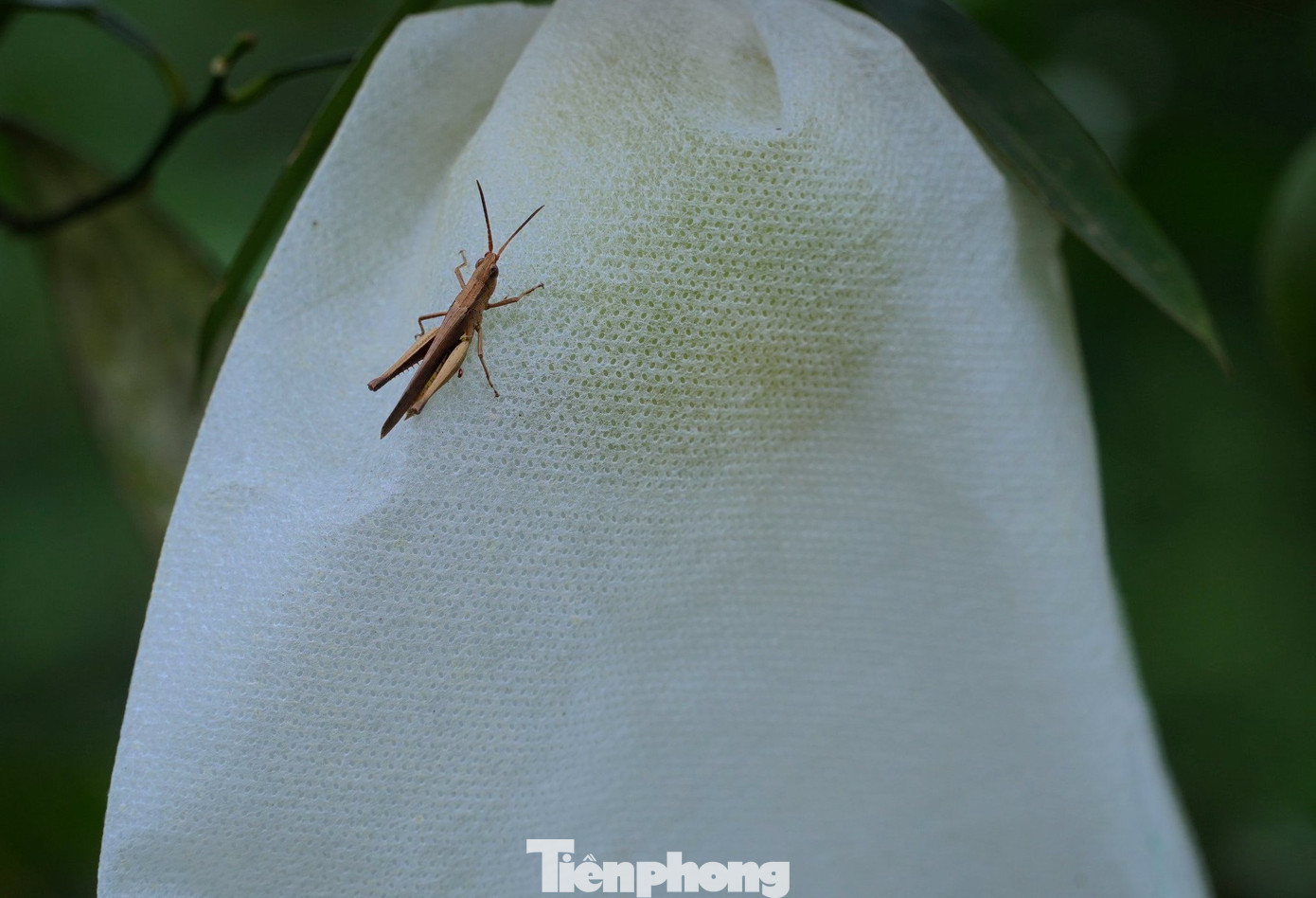 Kiến vàng làm tổ trên cây bưởi. Đây là thiên địch của các loại sâu bệnh gây hại cho cây có múi như: bọ xít, rệp sáp, sâu vẽ bùa… Cam ông Toại sau khi thu hoạch sẽ dọn cỏ và bón phân để năm sau cho quả. Vì trồng cam hữu cơ nên được nhiều khách trong và ngoài tỉnh đặt mua. Kiến vàng làm tổ trên cây bưởi. Đây là thiên địch của các loại sâu bệnh gây hại cho cây có múi như: bọ xít, rệp sáp, sâu vẽ bùa… Cam ông Toại sau khi thu hoạch sẽ dọn cỏ và bón phân để năm sau cho quả. Vì trồng cam hữu cơ nên được nhiều khách trong và ngoài tỉnh đặt mua.