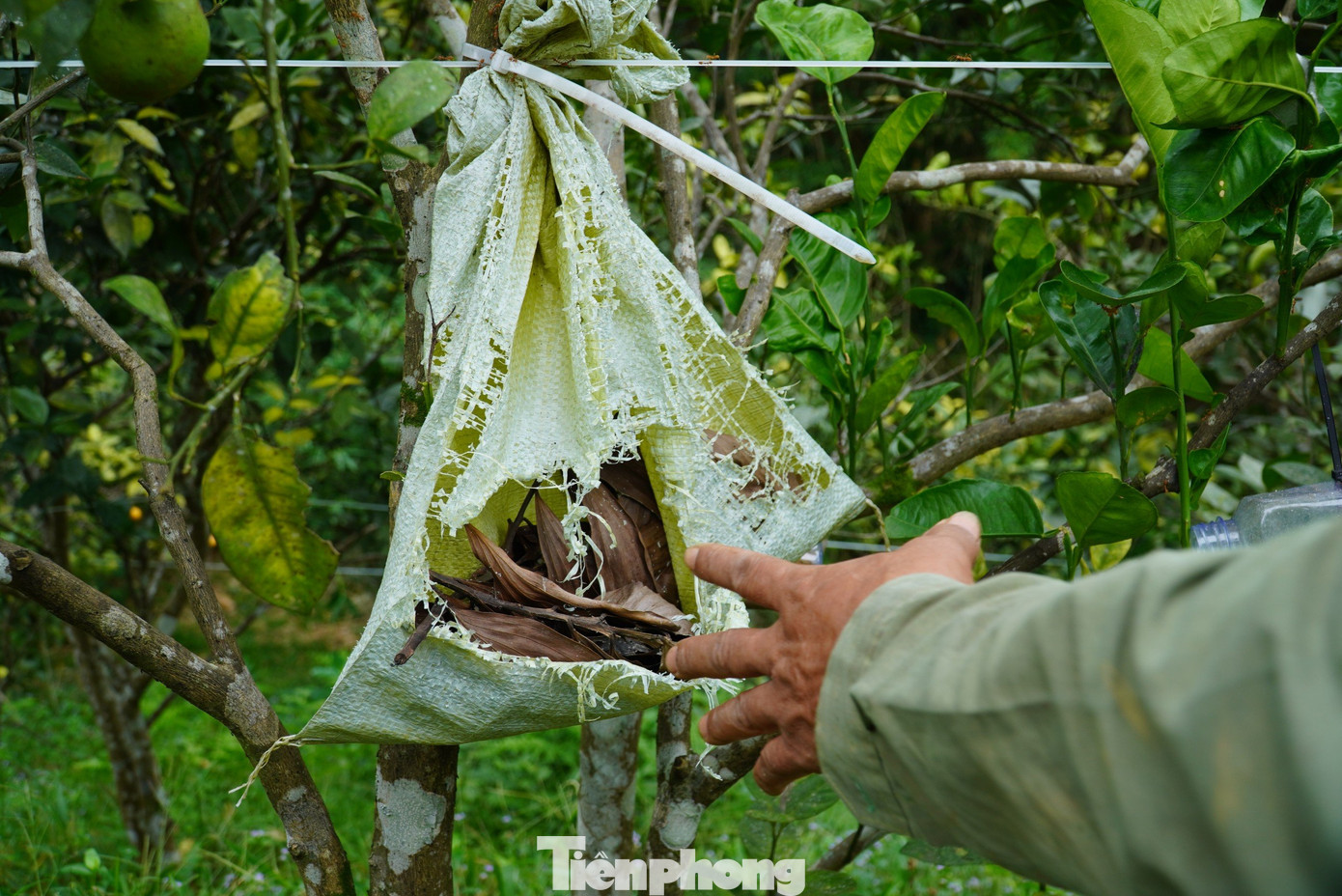 Người đàn ông dùng những bao tải đựng tổ kiến, sau đó treo ở các gốc cây. Ông Toại dùng chai nhựa đựng thức ăn là tép khô, cột vào cành cây để cho kiến ăn. Người đàn ông dùng những bao tải đựng tổ kiến, sau đó treo ở các gốc cây. Ông Toại dùng chai nhựa đựng thức ăn là tép khô, cột vào cành cây để cho kiến ăn.
