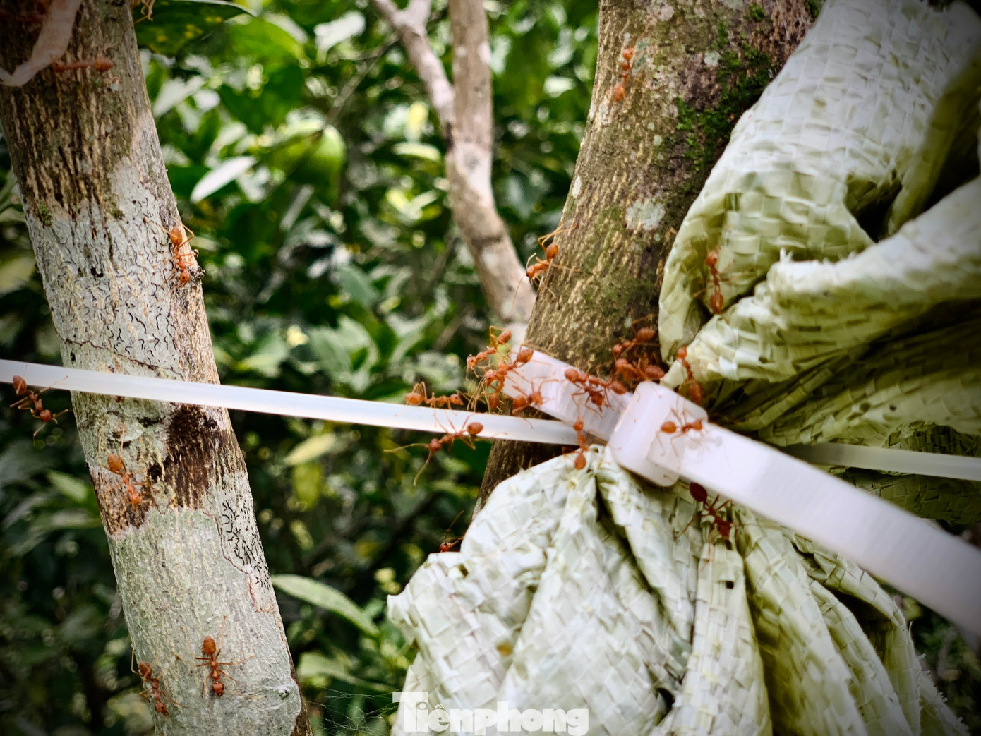 Kiến vàng làm tổ trên cây bưởi. Đây là thiên địch của các loại sâu bệnh gây hại cho cây có múi như: bọ xít, rệp sáp, sâu vẽ bùa… Cam ông Toại sau khi thu hoạch sẽ dọn cỏ và bón phân để năm sau cho quả. Vì trồng cam hữu cơ nên được nhiều khách trong và ngoài tỉnh đặt mua. Kiến vàng làm tổ trên cây bưởi. Đây là thiên địch của các loại sâu bệnh gây hại cho cây có múi như: bọ xít, rệp sáp, sâu vẽ bùa… Cam ông Toại sau khi thu hoạch sẽ dọn cỏ và bón phân để năm sau cho quả. Vì trồng cam hữu cơ nên được nhiều khách trong và ngoài tỉnh đặt mua.