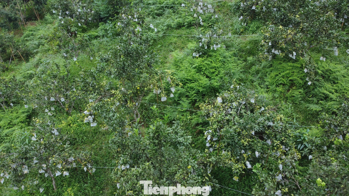 “Trồng cam những năm trước bị con sâu vẽ bùa, rệp sáp làm hỏng quả. Nhưng nay nuôi kiến vàng nên mấy loài sâu hay phá cam cũng không thấy nữa. Nuôi kiến vàng thấy mang lại hiệu quả rất lớn, chỉ có khó khăn là khi thu hoạch nếu không cẩn thận sẽ bị kiến cắn", ông Toại nói. “Trồng cam những năm trước bị con sâu vẽ bùa, rệp sáp làm hỏng quả. Nhưng nay nuôi kiến vàng nên mấy loài sâu hay phá cam cũng không thấy nữa. Nuôi kiến vàng thấy mang lại hiệu quả rất lớn, chỉ có khó khăn là khi thu hoạch nếu không cẩn thận sẽ bị kiến cắn", ông Toại nói.