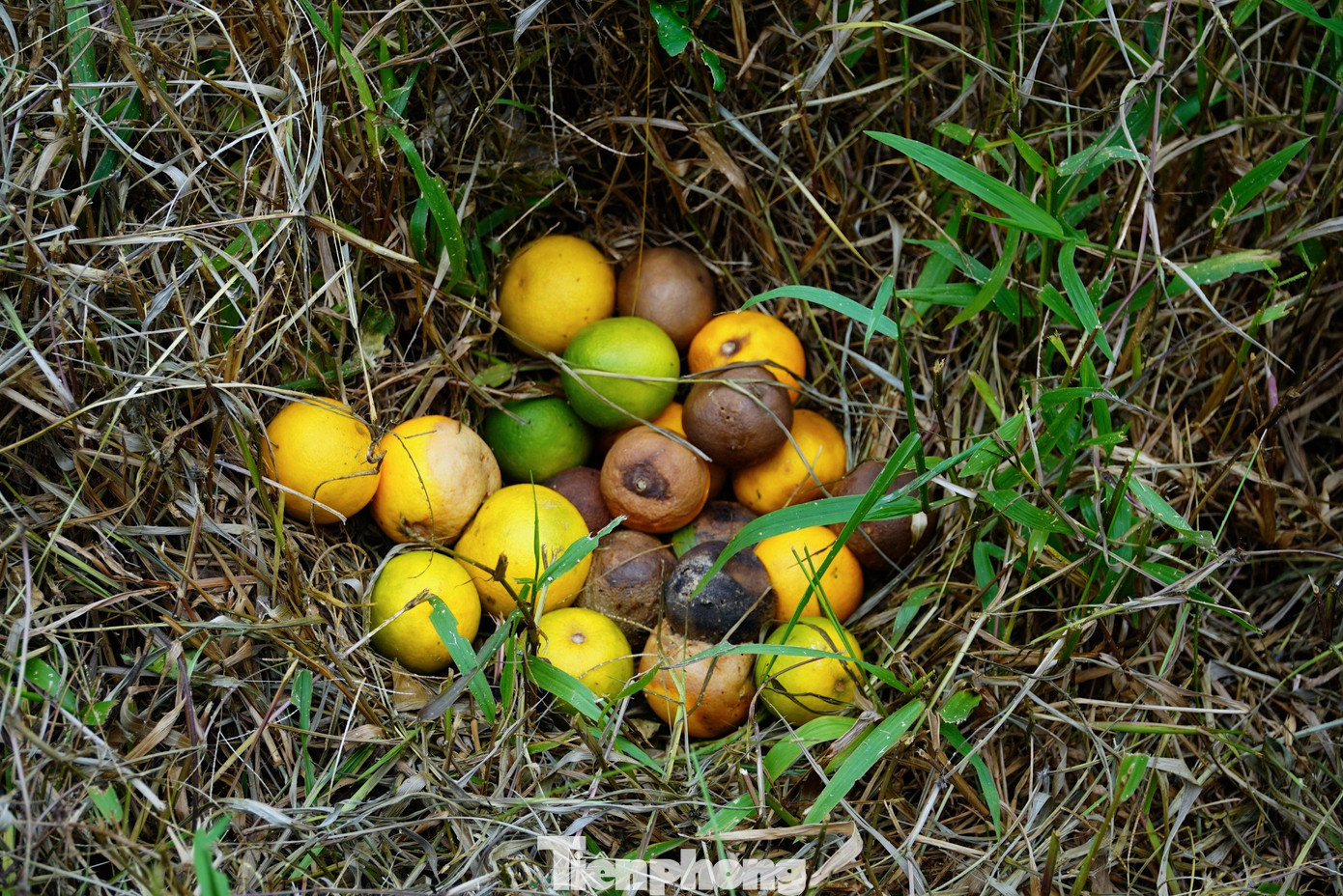 “Trồng cam những năm trước bị con sâu vẽ bùa, rệp sáp làm hỏng quả. Nhưng nay nuôi kiến vàng nên mấy loài sâu hay phá cam cũng không thấy nữa. Nuôi kiến vàng thấy mang lại hiệu quả rất lớn, chỉ có khó khăn là khi thu hoạch nếu không cẩn thận sẽ bị kiến cắn", ông Toại nói. “Trồng cam những năm trước bị con sâu vẽ bùa, rệp sáp làm hỏng quả. Nhưng nay nuôi kiến vàng nên mấy loài sâu hay phá cam cũng không thấy nữa. Nuôi kiến vàng thấy mang lại hiệu quả rất lớn, chỉ có khó khăn là khi thu hoạch nếu không cẩn thận sẽ bị kiến cắn", ông Toại nói.