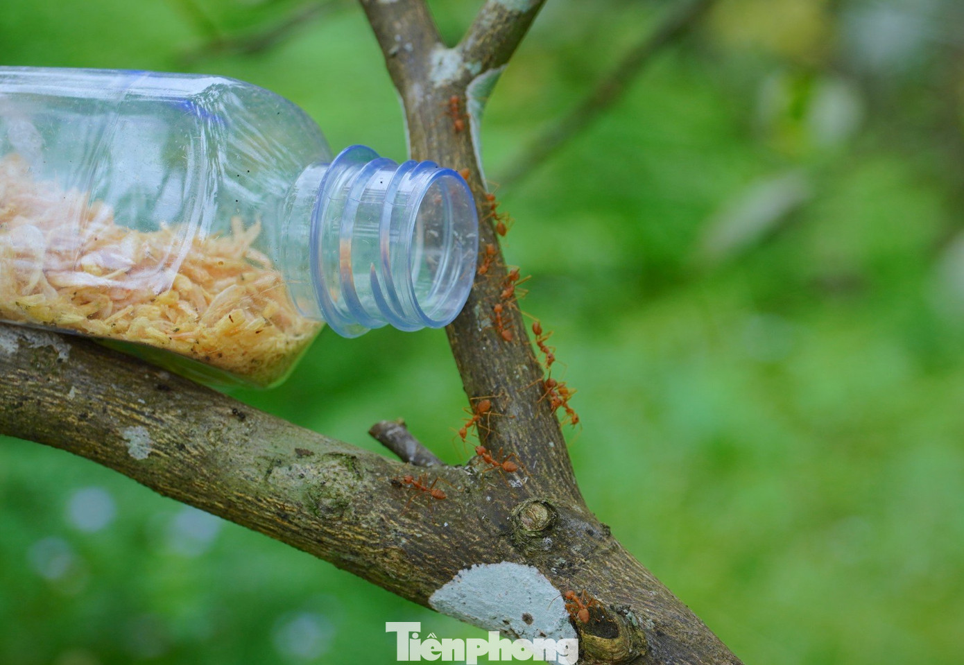 Theo ông Toại, năm nay cam được mùa, sản lượng đạt khoảng 15-20 tấn, ước tính thu về khoảng từ 200- 300 triệu đồng. Dù mới đầu mùa nhưng có nhiều tiểu thương đến đặt mua tận gốc với giá 25 -30 ngàn đồng/kg đối với cam chanh. Theo ông Toại, năm nay cam được mùa, sản lượng đạt khoảng 15-20 tấn, ước tính thu về khoảng từ 200- 300 triệu đồng. Dù mới đầu mùa nhưng có nhiều tiểu thương đến đặt mua tận gốc với giá 25 -30 ngàn đồng/kg đối với cam chanh.