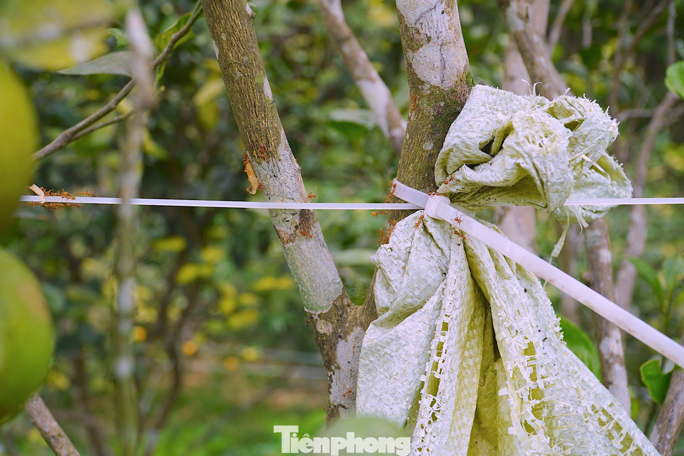 Trước đó, khi được ngành nông nghiệp khuyến khích nuôi kiến vàng để tiêu diệt các loài côn trùng có hại cho cây trồng, ông Toại đã lên các rừng tràm đưa 4 tổ kiến về thả nuôi tại vườn. Trước đó, khi được ngành nông nghiệp khuyến khích nuôi kiến vàng để tiêu diệt các loài côn trùng có hại cho cây trồng, ông Toại đã lên các rừng tràm đưa 4 tổ kiến về thả nuôi tại vườn.