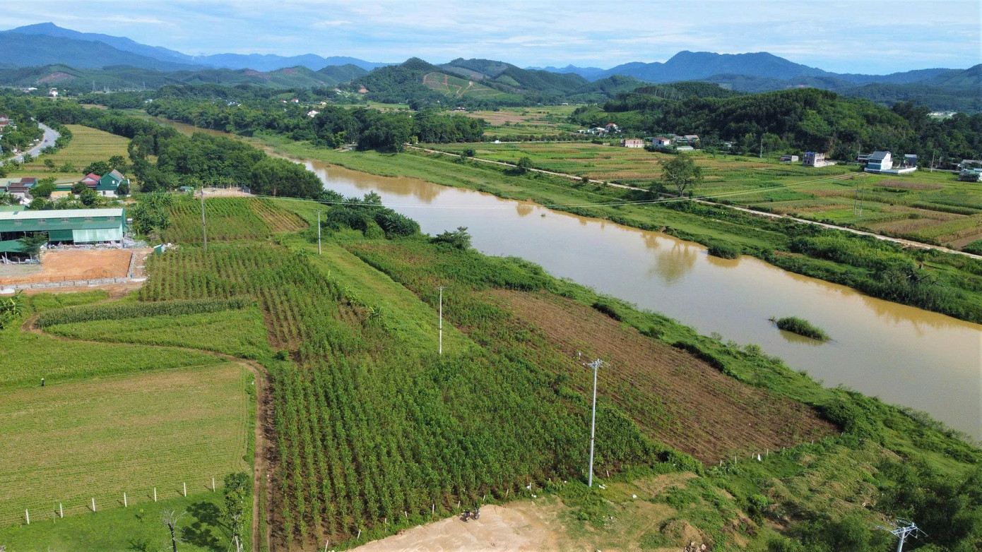 Sau khi thấy mô hình có hiệu quả, anh Cường đã nhân rộng sản xuất, đưa cây dâu lai về trồng trên diện tích 3ha tại bãi bồi ven sông Ngàn Phố làm thức ăn cho tằm. Trong ảnh là ruộng dâu được anh Cường trồng bên bờ sông Ngàn Phố.