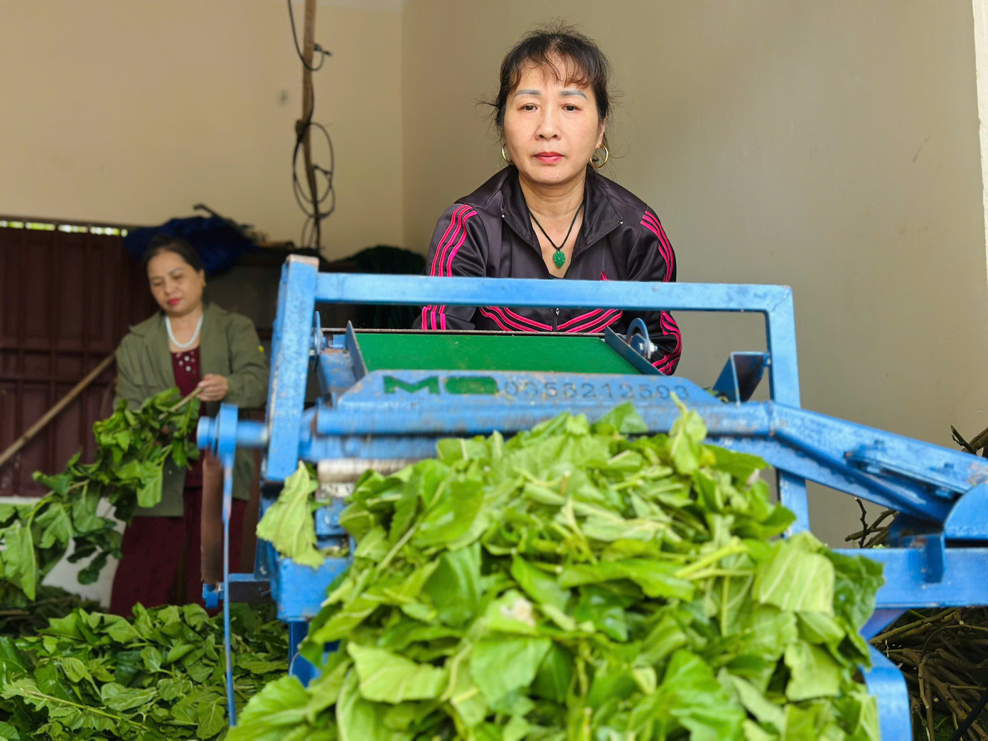 "Công tác vệ sinh và khử khuẩn khu vực nuôi tằm luôn được đặt lên hàng đầu và không cho phép bất kỳ sự chủ quan nào. Bởi chỉ cần lơ là một chút sẽ ảnh hưởng đến cả lứa tằm. Dâu để nuôi tằm cũng được nuôi trồng tự nhiên, khi cắt từ ruộng về sẽ thuê người cắt nhỏ cho tằm ăn", anh Cường chia sẻ.