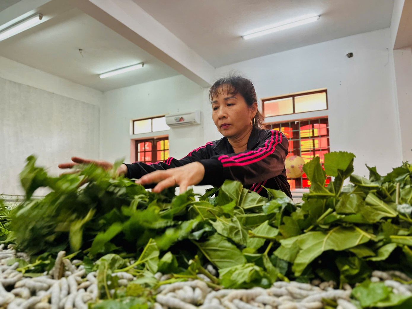 Ngoài đưa tằm vào phòng kín và đầu tư 2 máy điều hòa hai chiều, anh Cường còn lắp đặt thêm thiết bị đo nhiệt độ, độ ẩm để luôn kiểm soát nhiệt độ phù hợp cho tằm sinh trưởng với nhiệt độ dao động từ 25-28 độ C. Việc lắp đặt điều hòa nuôi tằm giúp giảm tỉ lệ tằm bị bệnh, đem lại hiệu quả kinh tế gấp 2-3 lần so với cách làm truyền thống.