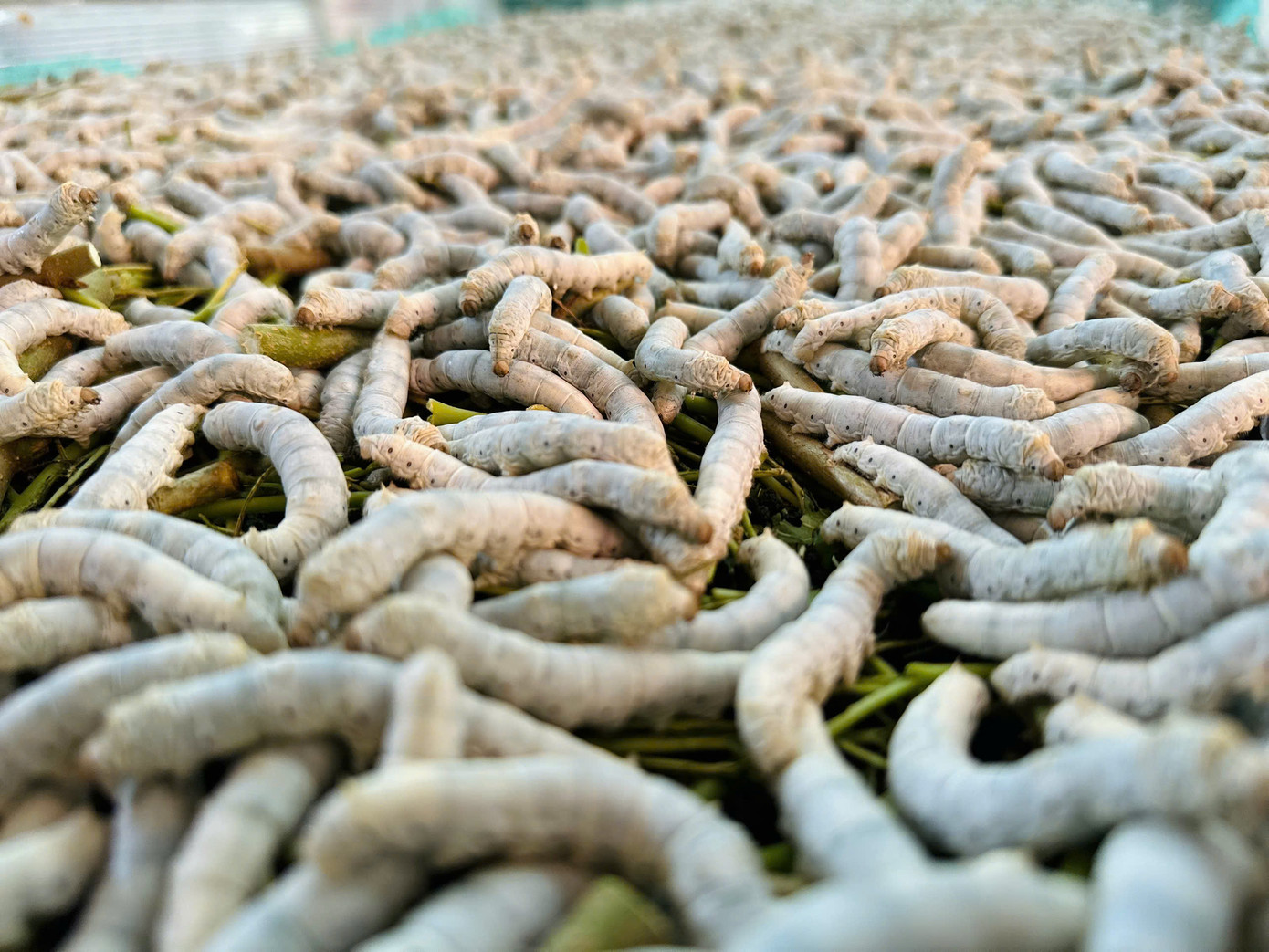 Theo anh Cường, đối với nghề nuôi tằm, ngoài lựa chọn con giống tốt, nguồn thức ăn phải đảm bảo, yêu cầu về nhiệt độ phù hợp hết sức quan trọng. Bởi tằm là một loại động vật rất nhạy cảm, đặc biệt là với các yếu tố môi trường như nhiệt độ, độ ẩm, và thức ăn.