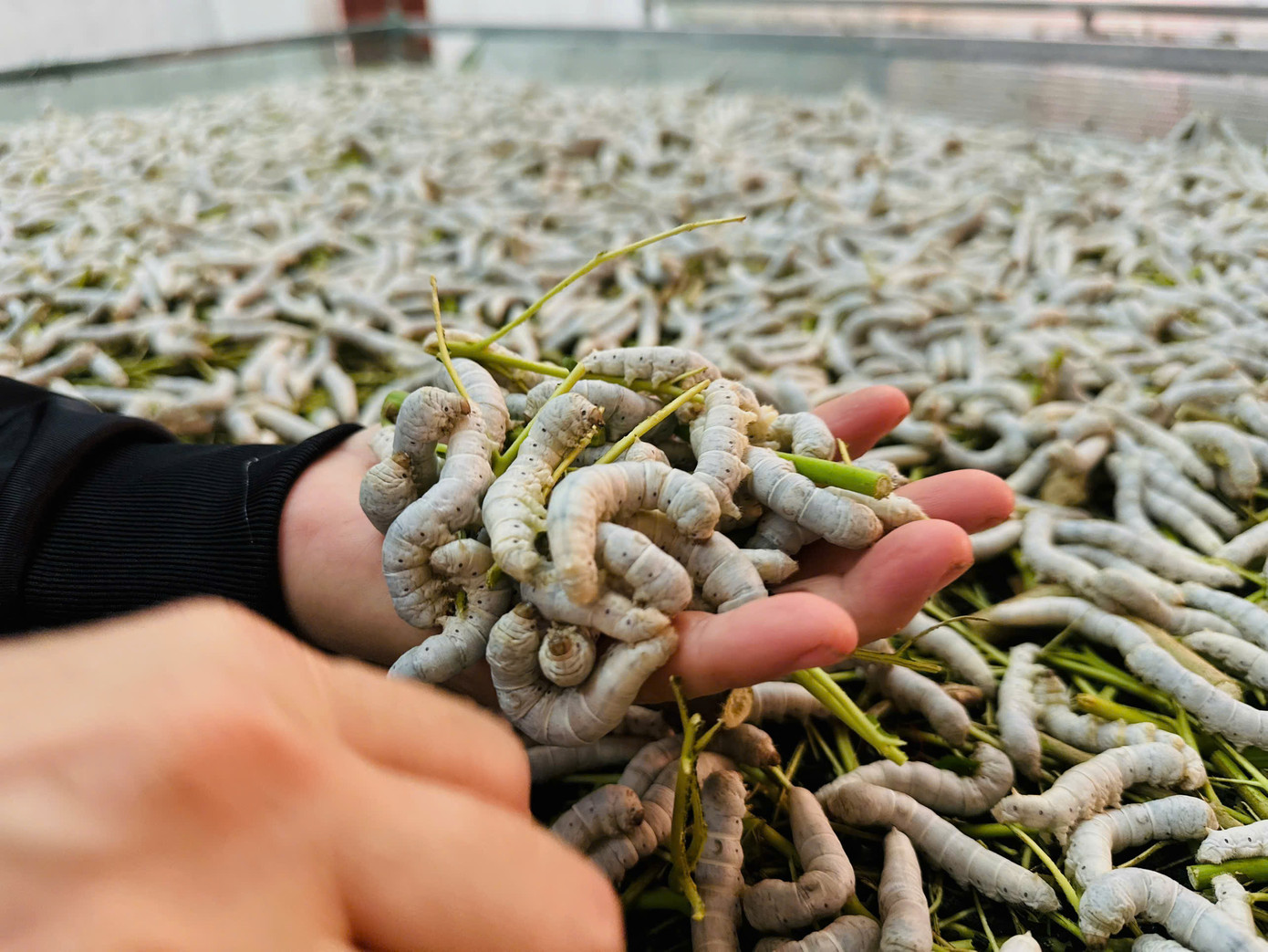 Theo anh Cường, đối với nghề nuôi tằm, ngoài lựa chọn con giống tốt, nguồn thức ăn phải đảm bảo, yêu cầu về nhiệt độ phù hợp hết sức quan trọng. Bởi tằm là một loại động vật rất nhạy cảm, đặc biệt là với các yếu tố môi trường như nhiệt độ, độ ẩm, và thức ăn.