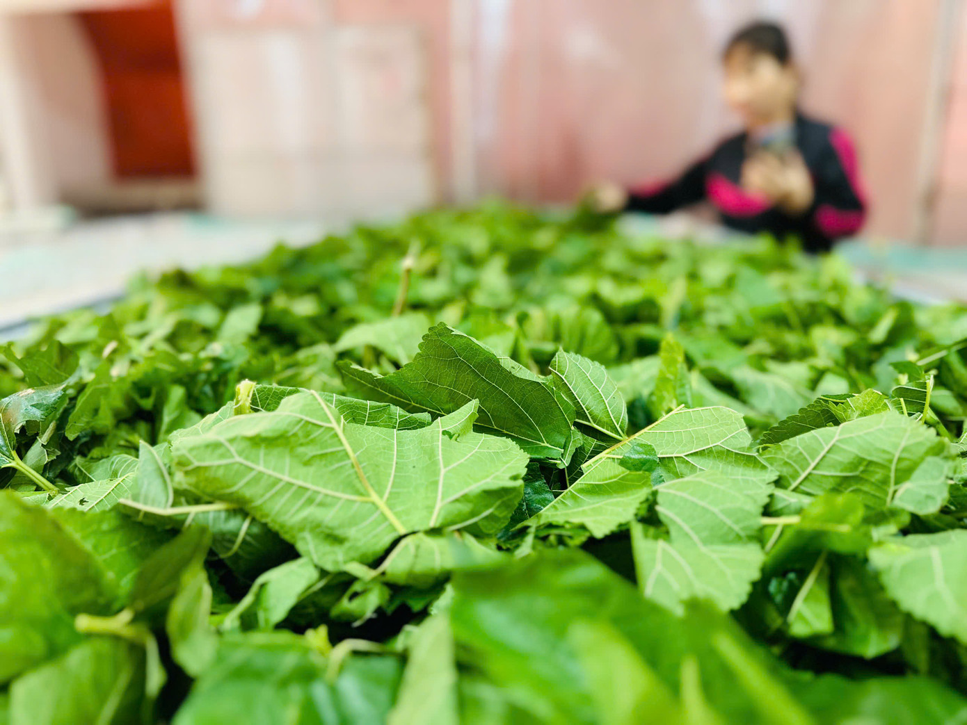 "Công tác vệ sinh và khử khuẩn khu vực nuôi tằm luôn được đặt lên hàng đầu và không cho phép bất kỳ sự chủ quan nào. Bởi chỉ cần lơ là một chút sẽ ảnh hưởng đến cả lứa tằm. Dâu để nuôi tằm cũng được nuôi trồng tự nhiên, khi cắt từ ruộng về sẽ thuê người cắt nhỏ cho tằm ăn", anh Cường chia sẻ.