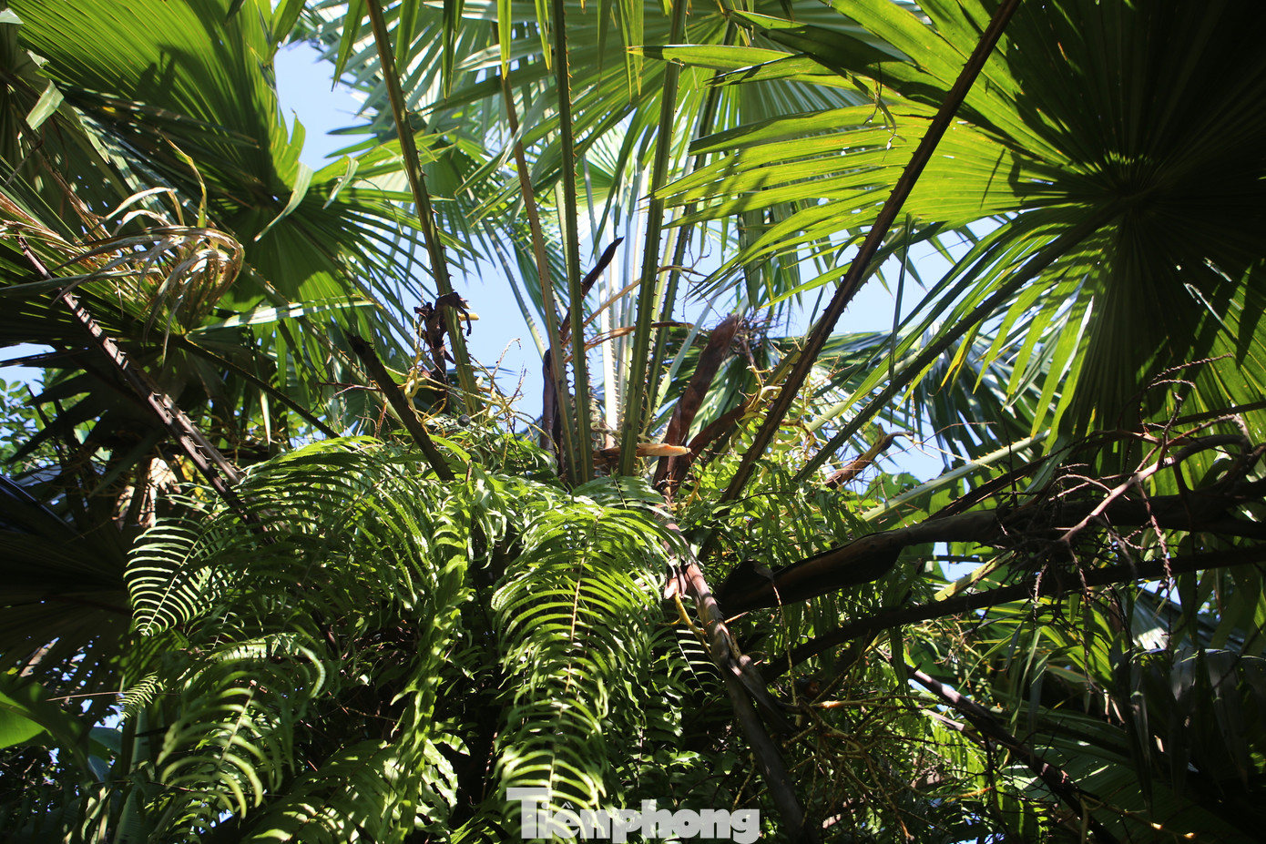 Những gốc cọ trên 5 năm tuổi mới bắt đầu cho quả. Tuổi thọ của chúng trung bình từ 10-15 năm. Cây cọ mọc thẳng, thân xù xì gai gốc, lá được người dân dùng để lợp mái nhà.