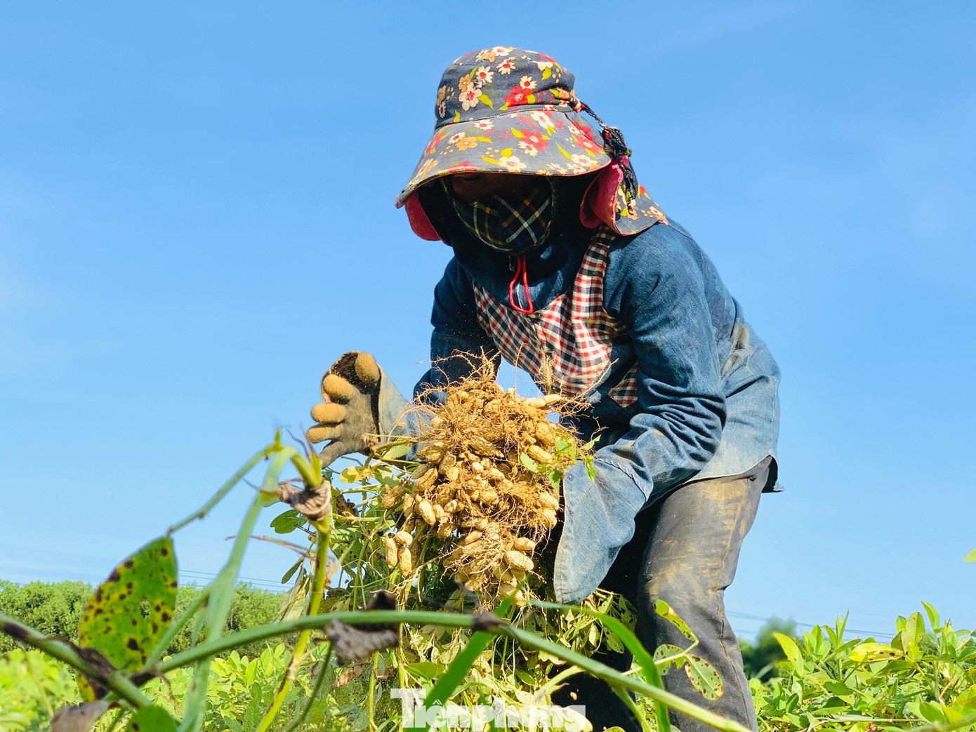 Từ ngày 29/5 đến nay, tại địa bàn Hà Tĩnh nắng nóng gay gắt, có những thời điểm nền nhiệt ngoài trời lên đến 40 độ C. Nghi nhận tại huyện Hương Khê, những ngày qua người nông dân ở huyện này phải thay đổi thời gian làm việc để trốn nắng.