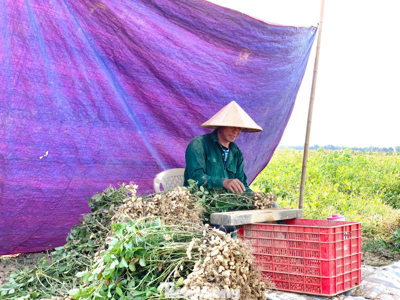 Anh Trần Thanh Linh (trú xã Lộc Yên, huyện Hương Khê) làm hơn 5 sào lạc. Dịp này anh cùng gia đình dậy từ 3h sáng để ra đồng thu hoạch lạc nhằm tránh nắng.