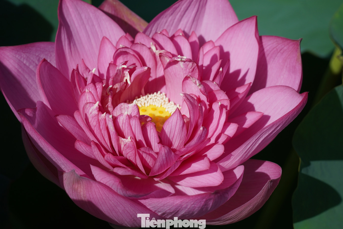 Theo anh Tuấn, sen trồng ở đây thuộc giống sen hồng Bách Diệp. Ngoài việc tạo cảnh quan đẹp, những sản phẩm được thu hoạch từ mô hình sẽ bán cho HTX Hào Thành tạo nên những sản phẩm như trà sen, rượu sen, mứt sen...