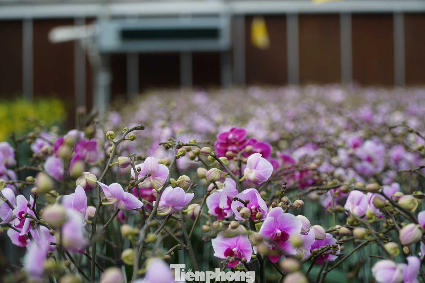 Tại đây có khoảng trên 15 loài hoa, đủ màu sắc cho khách hàng lựa chọn.