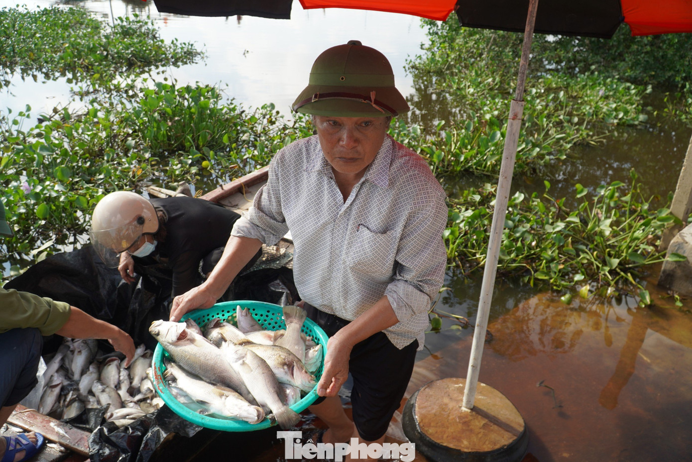 Cá bị chết phần lớn là cá vược, trọng lượng mỗi con khoảng từ 1 - 7kg.
