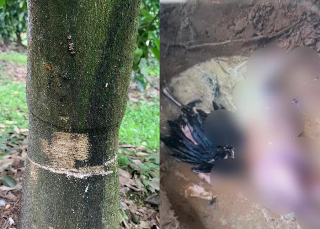 Gốc bưởi bị cưa cùng xác gà, chó vứt xuống dưới giếng. Gốc bưởi bị cưa cùng xác gà, chó vứt xuống dưới giếng.