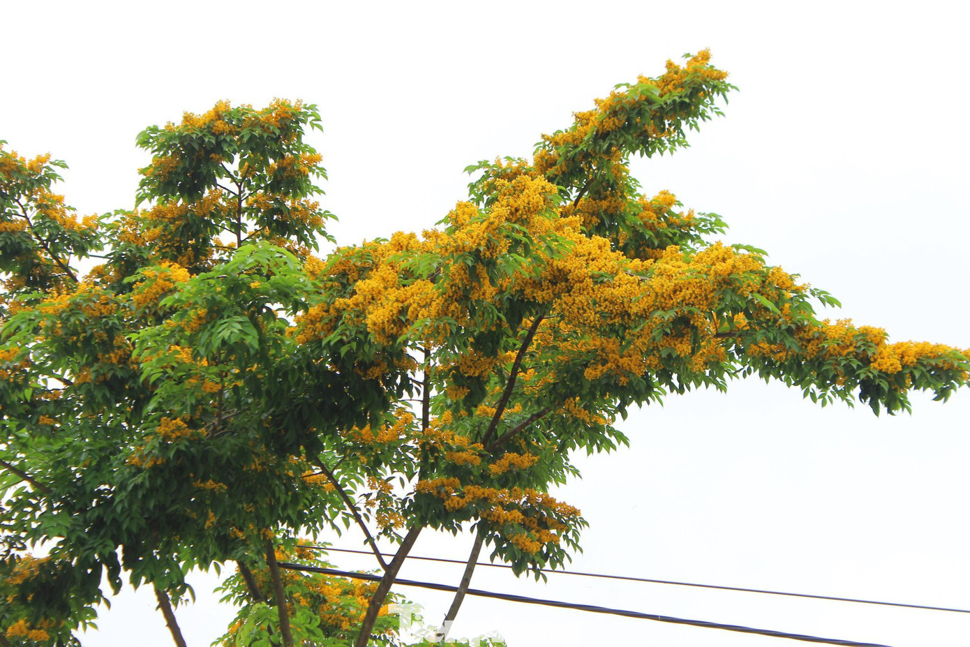 Hoa nở đan xen nhau tỏa bóng thơm ngát trên khắp những con đường giữa lòng Thành Sen.