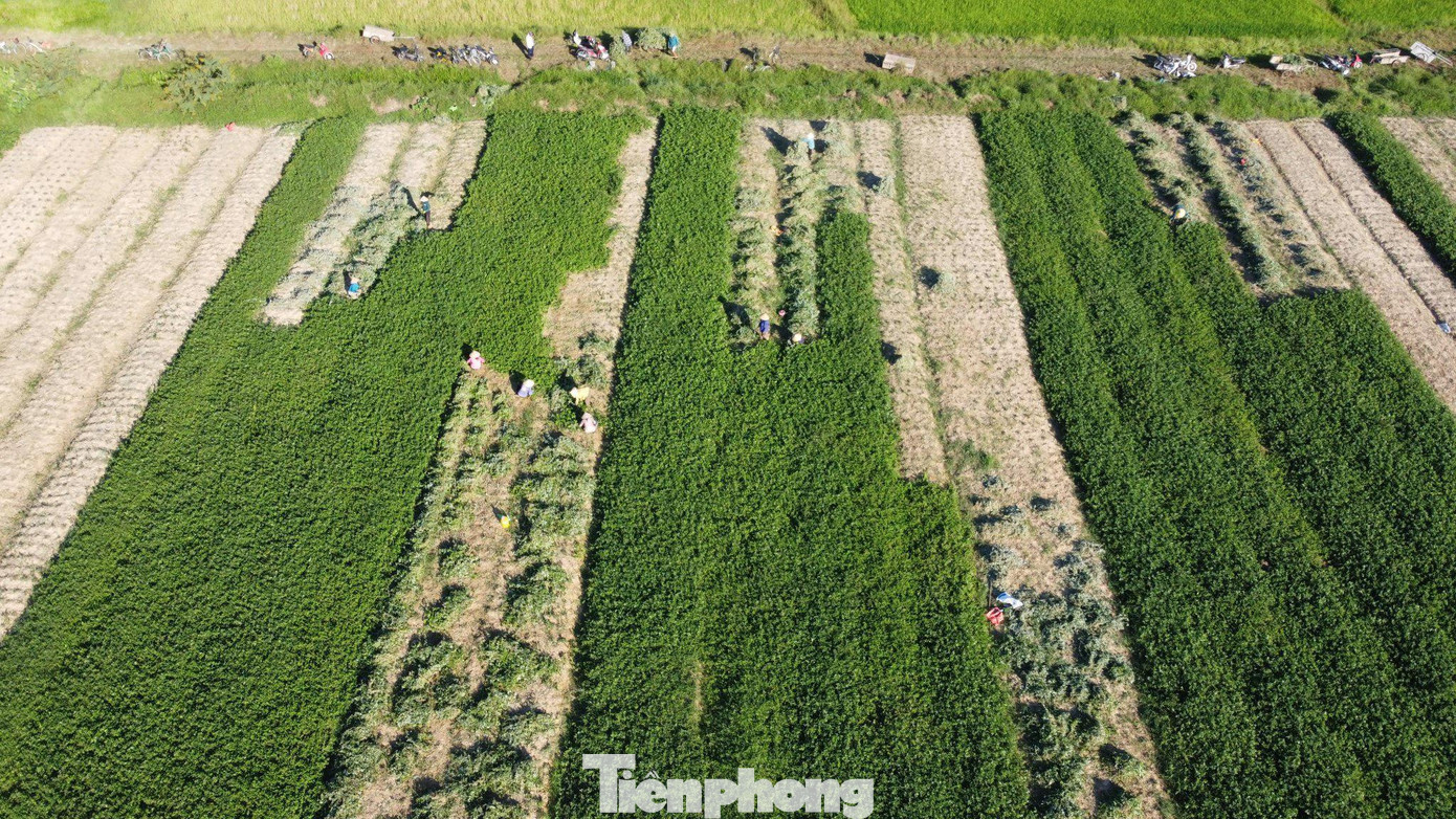 Một góc trồng cây kim tiền thảo của người dân xã Cẩm Vịnh. Một góc trồng cây kim tiền thảo của người dân xã Cẩm Vịnh.