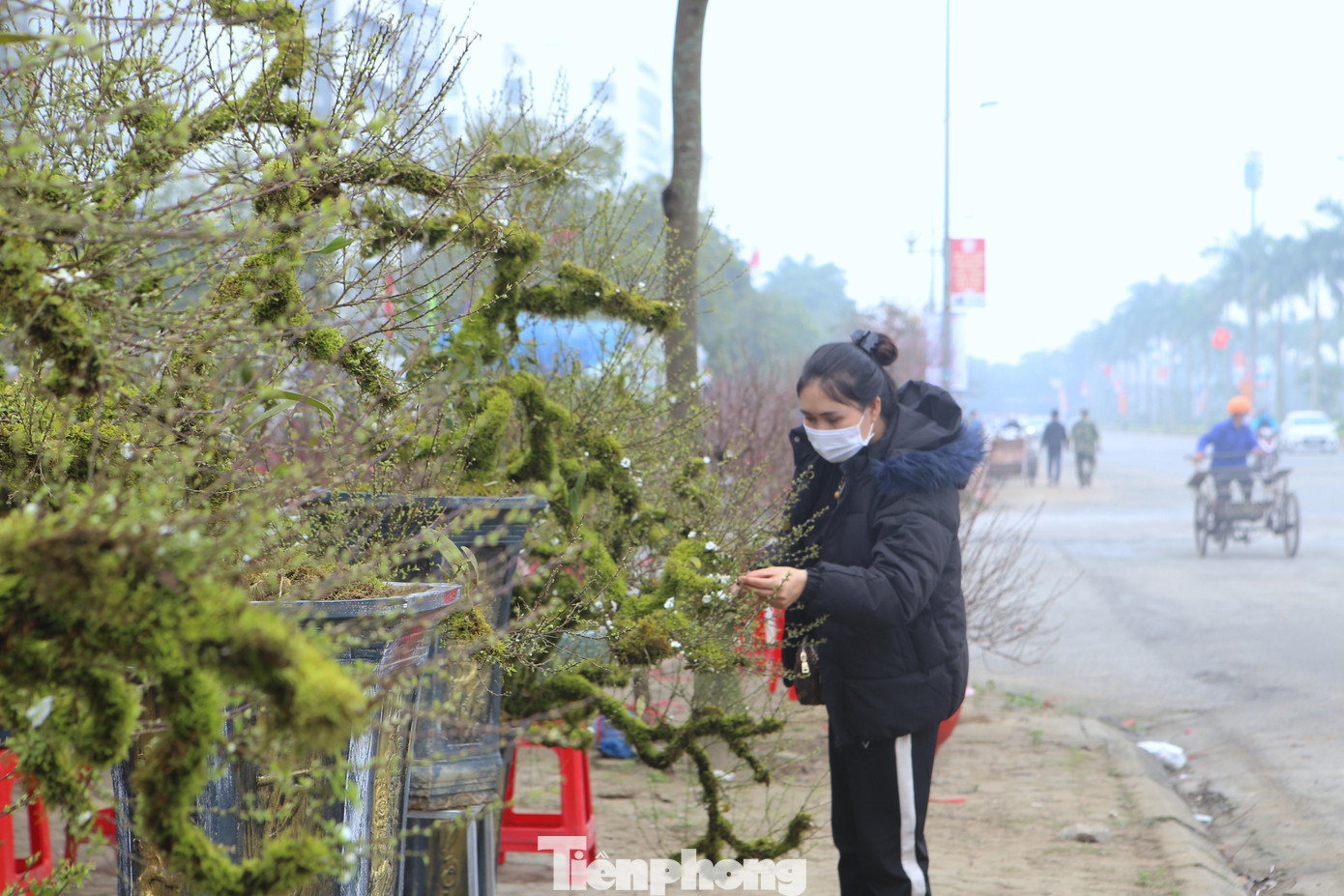 Bốn ngày nay, chị Nguyễn Thị Xuân (xã Sơn Tây, huyện Hương Sơn, tỉnh Hà Tĩnh) đưa hàng chục gốc nhất chi mai từ Sa Pa về phục vụ thị trường hoa Tết tại Hà Tĩnh.