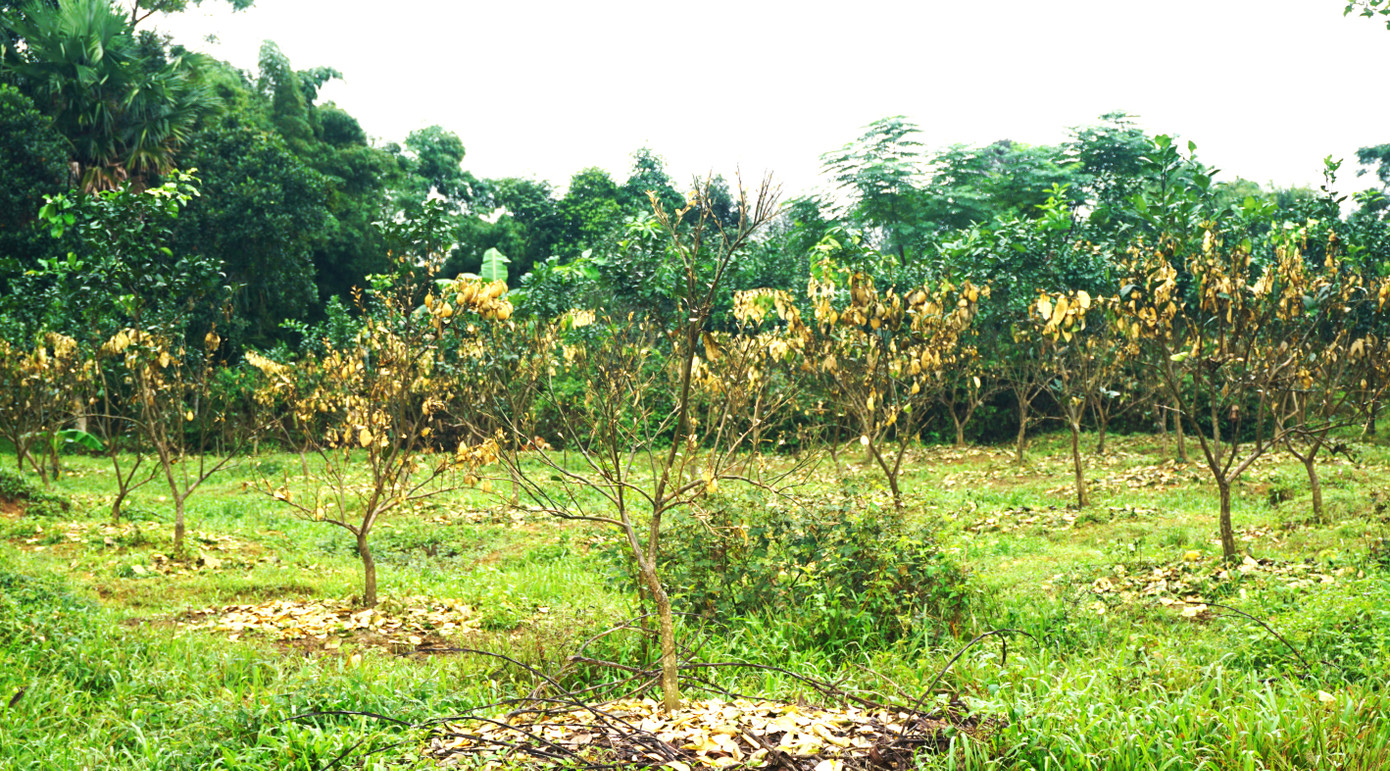 Số lượng bưởi héo úa sau khi bị ngập lụt. Ảnh: Hương Khê