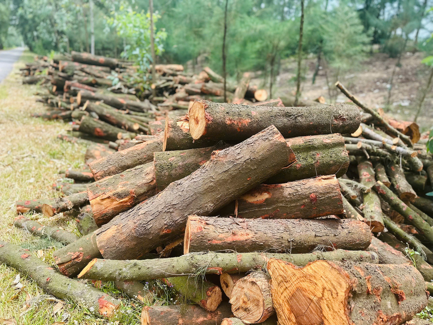 Các gốc phi lao khi đốn hạ được người dân tập kết ra khu vực đường để vận chuyển đến vị trí khác.