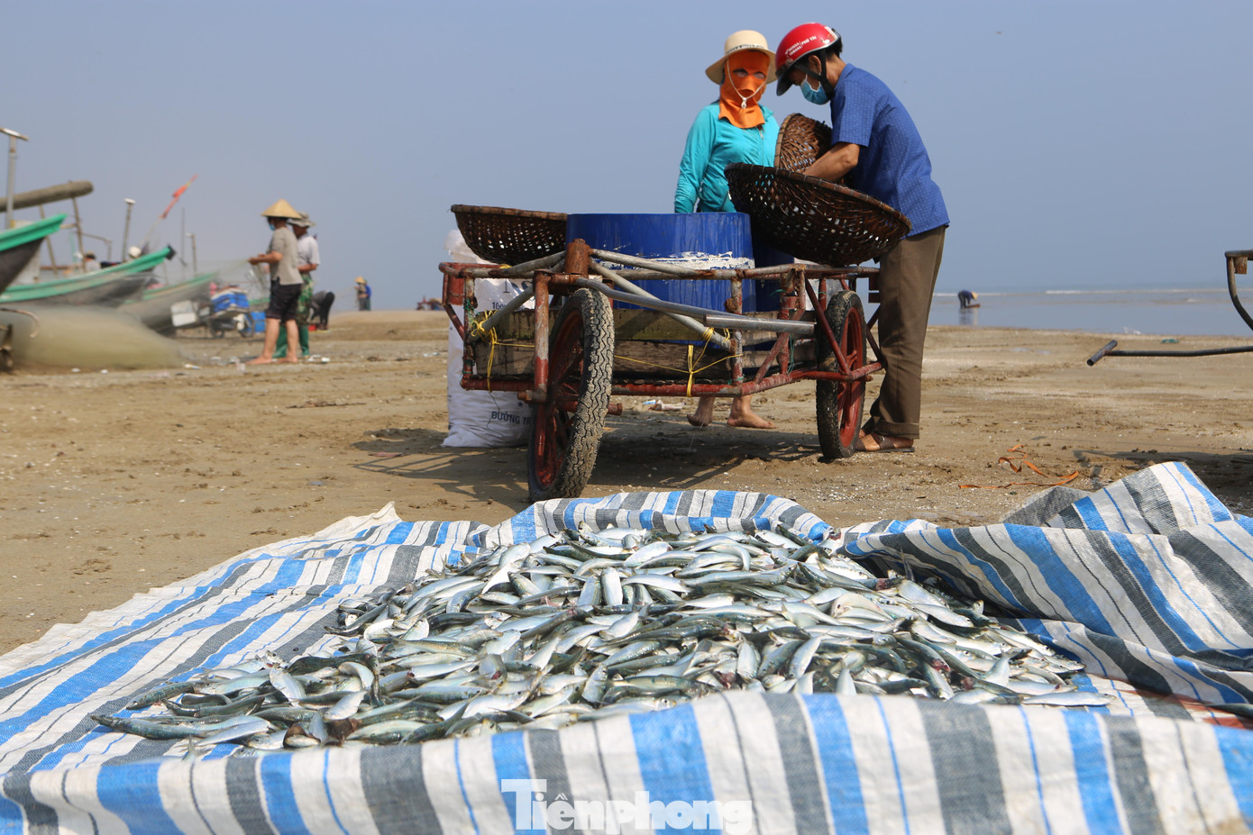 Người dân mang xe kéo và bạt ra đựng cá trích sau khi rửa sạch. Người dân mang xe kéo và bạt ra đựng cá trích sau khi rửa sạch.