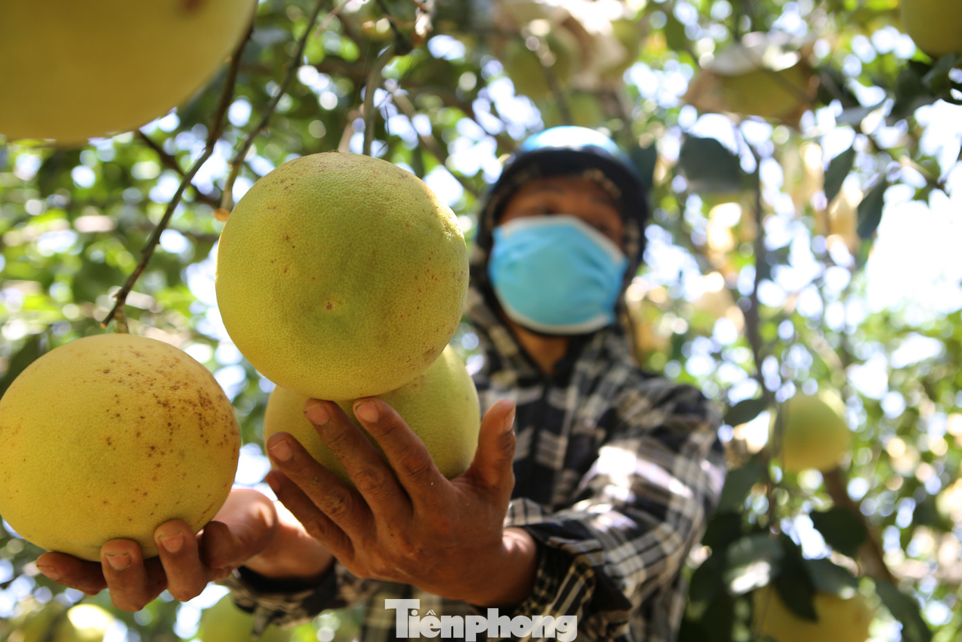Phòng NN&amp;PTNT huyện Hương Khê cho biết, năm 2021, toàn huyện có hơn 2.700 ha bưởi với sản lượng ước đạt 21 nghìn tấn (giá trị sản xuất khoảng 700 tỷ đồng). Ngoài sản lượng lớn, bưởi Phúc Trạch trong vụ 2021 cũng được nhiều nhà vườn chăm sóc tốt đạt chất lượng cao.