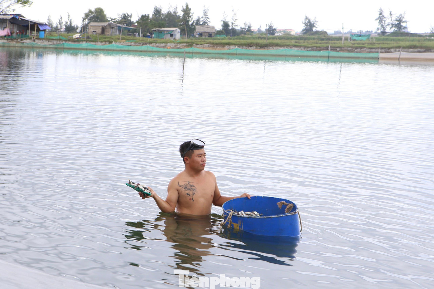Gia đình ông Trần Mạnh Duyên (63 tuổi, trú thôn 2, xã Cẩm Lĩnh) thả 14 triệu con giống trên 5 hồ nuôi, tổng diện tích gần 3ha. Chi phí đầu tư giống hơn 800 triệu đồng. Tổng sản lượng ước tính đạt trên 20 tấn.