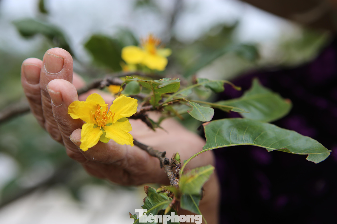 Hoa mai nở rộ, người trồng mai ở Hà Tĩnh thấp thỏm lo âu vì còn hơn 2 tháng nữa mới đến Tết Nguyên Đán.