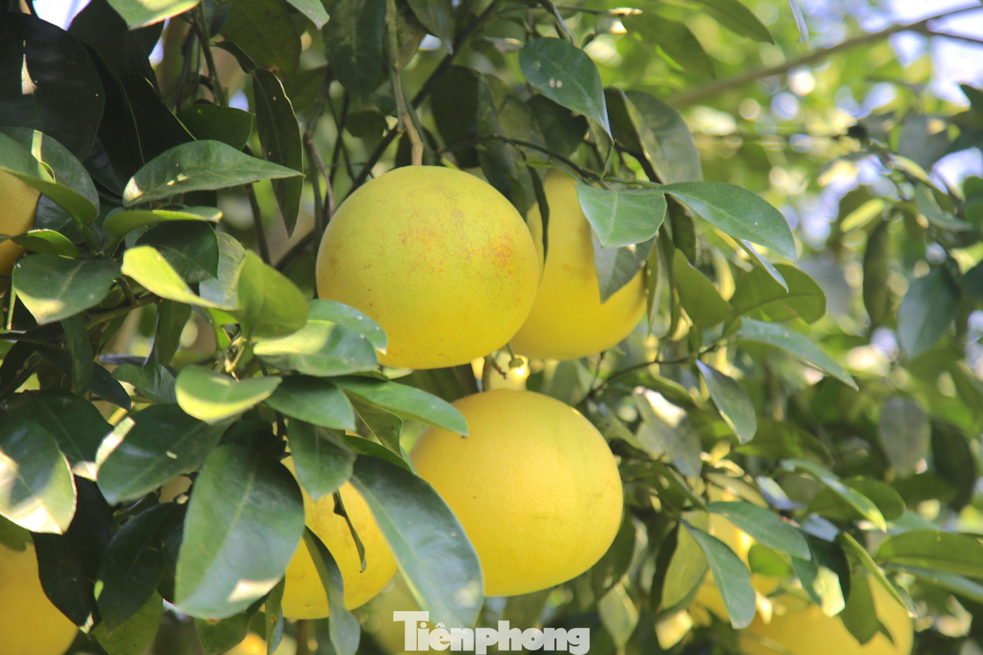 Ông Đức cho biết, trung bình mỗi gốc người dân bón từ 160-200kg phân chuồng. Để cây phát triển tốt, quả mọng nước, đạt chất lượng ông Đức tính toán tốc độ sinh trưởng của từng cây để bón phân cho phù hợp.