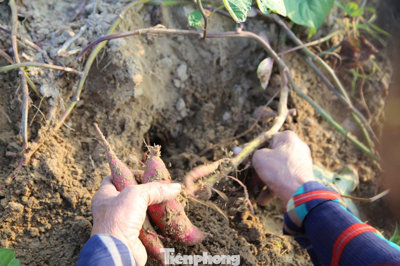 Khoai trồng từ khoảng 4-5 tháng là cho thu hoạch. Theo kinh nghiệm của người dân thì không bón phân quá tốt vì “tốt dây thì hại củ”.
