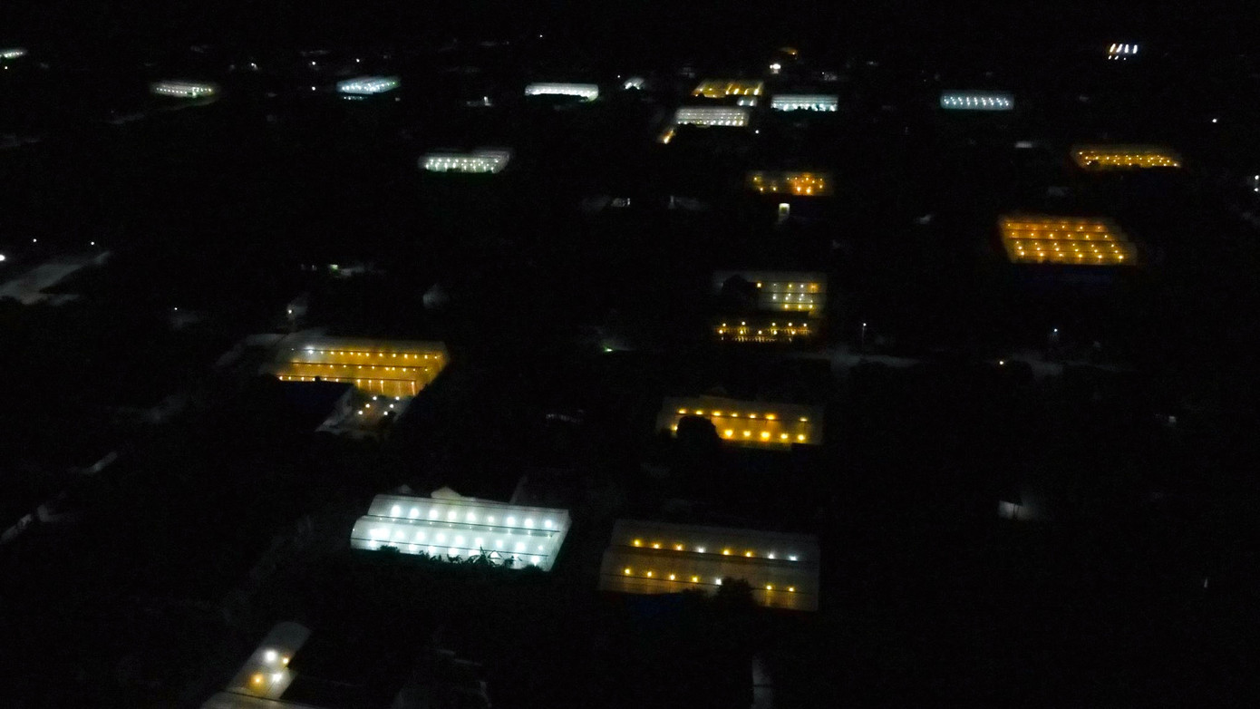 Để hoa nở đúng dịp Tết, thời điểm này, các hộ dân trồng hoa cúc dùng phương pháp chong đèn điện thắp sáng cho hoa vào ban đêm nhằm “đánh thức”, không cho hoa cúc “ngủ”.