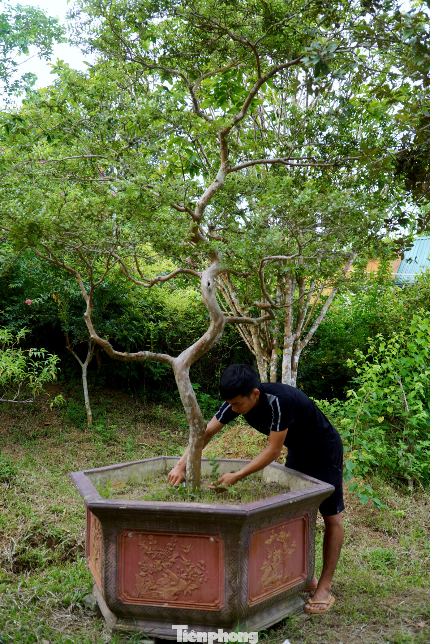 Hiện nay, mô hình cây cảnh rộng 2.000m2 của anh Nhật có trên 300 loại cây, hoa khác nhau. Tại vườn với đủ loại cây cảnh, cây ăn quả, các loài hoa như: Mận quân, khế, mít, ổi, hoa mai, đào…