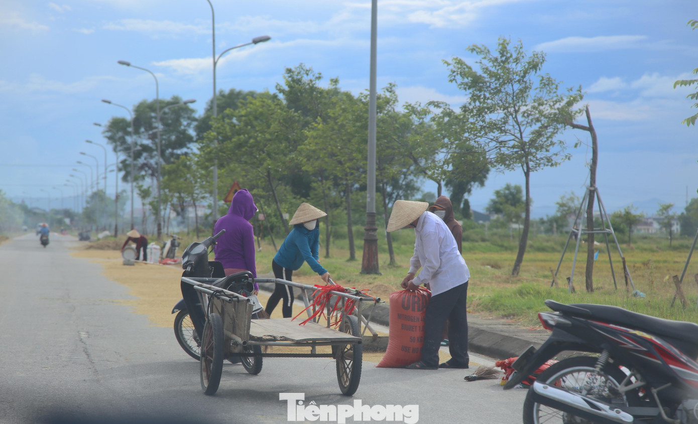 Một gia đình đang gom lúa vào bao tải để vận chuyển về nhà.