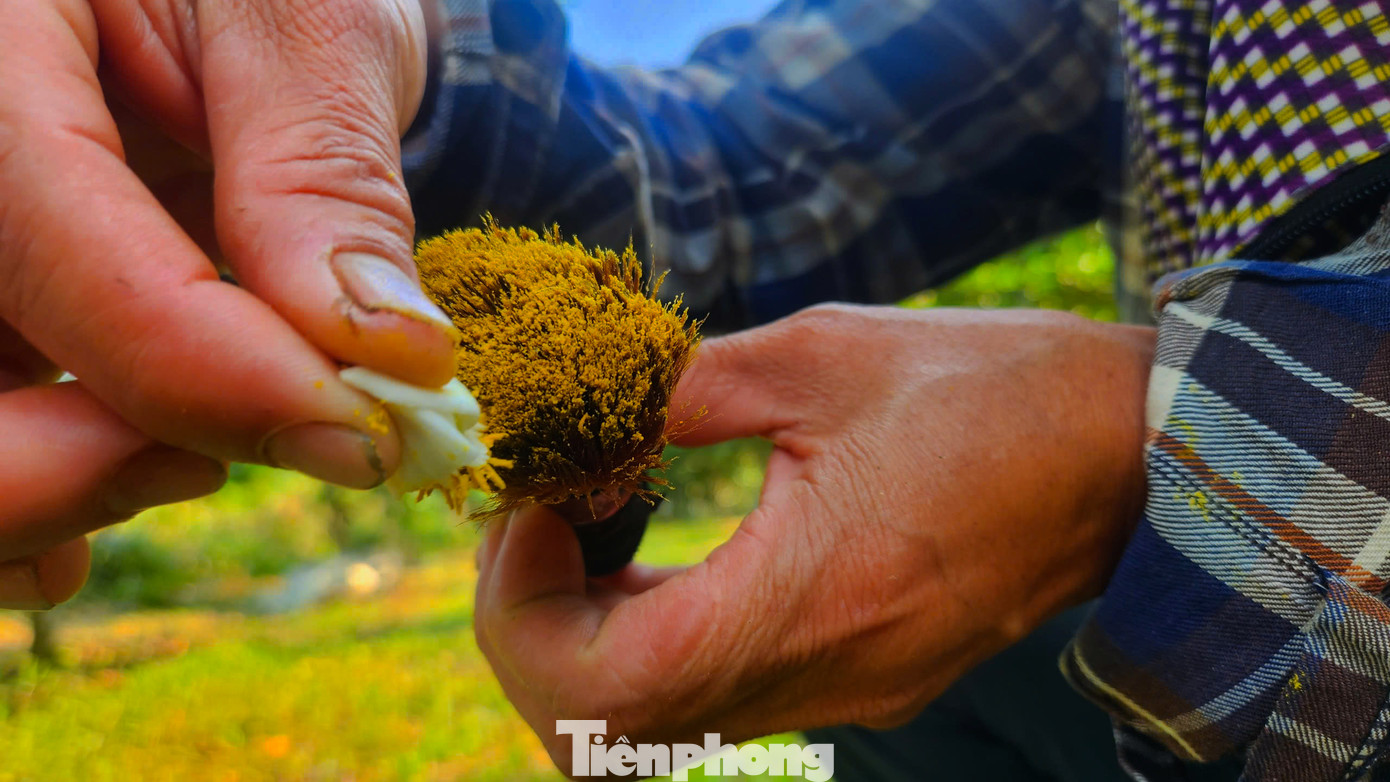 Theo người dân trồng bưởi Phúc Trạch lâu năm, công việc thụ phấn nhìn đơn giản nhưng cũng rất vất vả, nhiều cây bưởi cao, để thụ phấn hiệu quả phải leo lên thang, dùng sào, tỉ mỉ, cẩn thận. Để kịp thời vụ, có nhiều gia đình phải tranh thủ làm cả ngày.